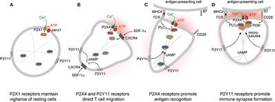 Mitochondria Synergize With P2 Receptors to Regulate Human T Cell Function